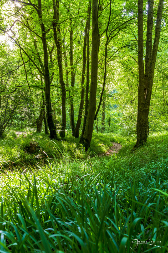 Photographie Paysage Normand - Bois Yport