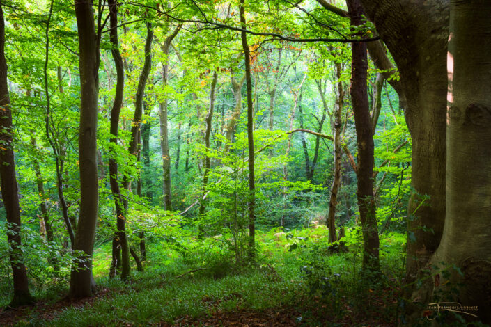 Fin de journée dans les sous-bois d'Yport