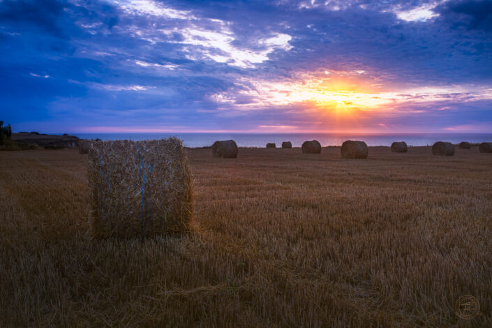 Photographie Galerie Net Horizon, Champ en été Yport, Normandie